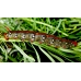 Spurge Hawk H euphorbiae pupae